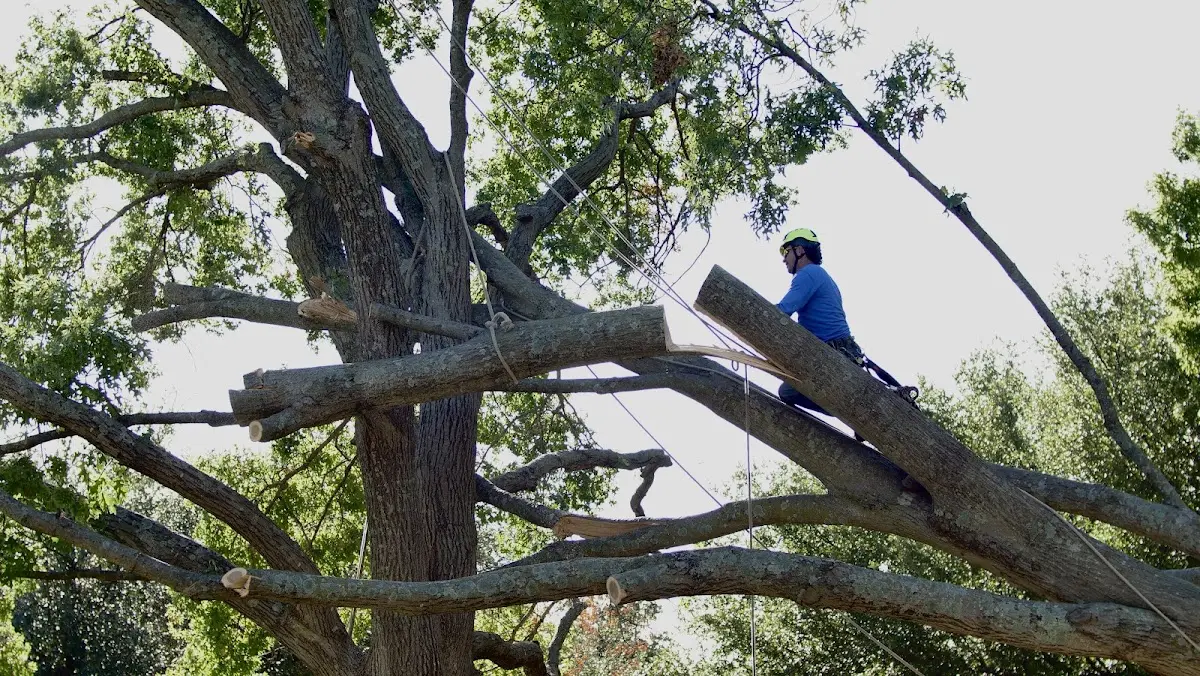 Professional Crown Thinning performed by certified arborists in Oliver